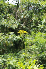 Youngia japonica