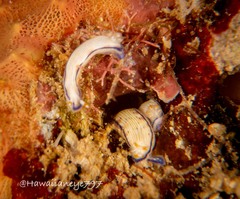 Hypselodoris peasei