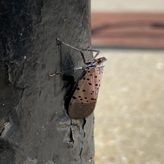 Lycorma delicatula