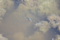 Cyprinodon variegatus