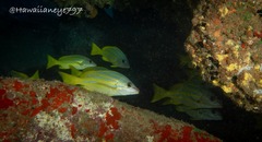 Lutjanus kasmira