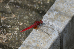 Crocothemis servilia mariannae
