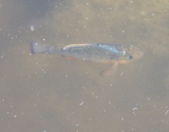 Cyprinodon variegatus