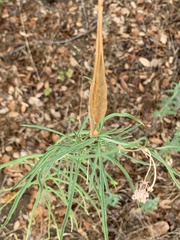 Asclepias fascicularis