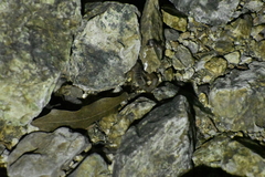 Paravaejovis spinigerus