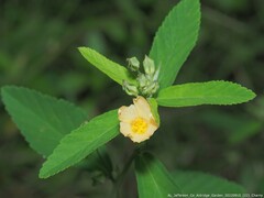 Sida rhombifolia