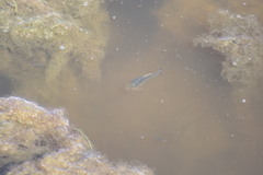 Cyprinodon variegatus