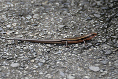 Plestiodon finitimus