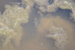 Cyprinodon variegatus