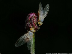 Neaspilota signifera