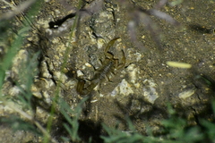 Paravaejovis spinigerus