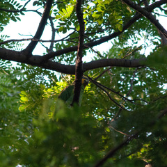 Amazona amazonica