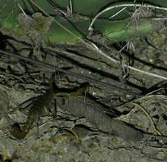 Paravaejovis spinigerus