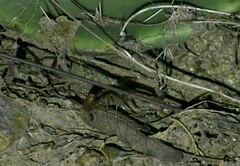 Paravaejovis spinigerus