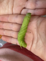 Paonias excaecata