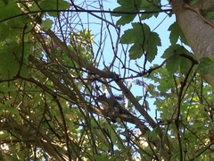 Sciurus carolinensis