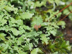 Cladonia caespiticia