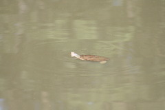Malaclemys terrapin