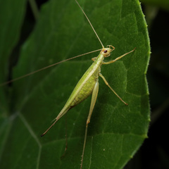 Oecanthus longicauda