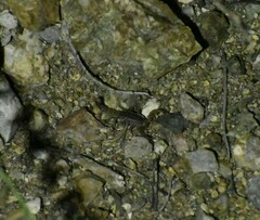 Paravaejovis spinigerus