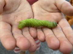 Paonias excaecata