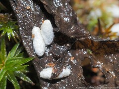 Microgastrinae