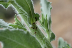 Dorymyrmex bicolor