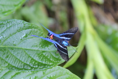 Rhetus arcius