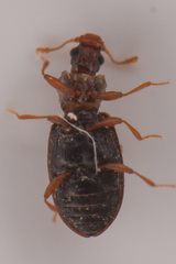 Latridiidae