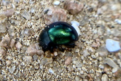 Leptinotarsa haldemani