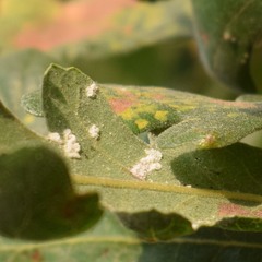 Aleuroplatus coronata