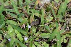 Takydromus tachydromoides