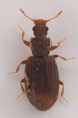Latridiidae