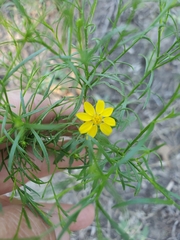 Gutierreziinae