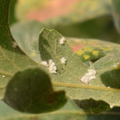 Aleuroplatus coronata