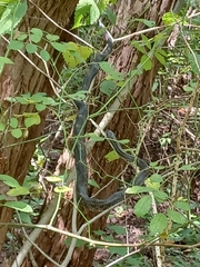 Pantherophis spiloides