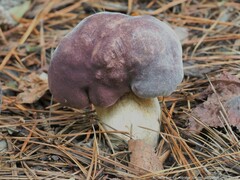 Tylopilus rubrobrunneus