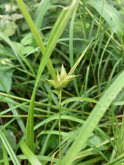 Carex intumescens