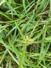 Carex intumescens