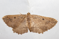 Austrocidaria anguligera