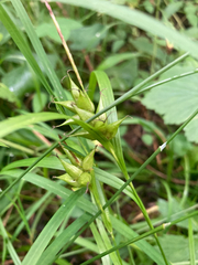 Carex intumescens