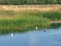 Chroicocephalus ridibundus