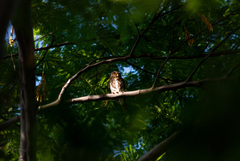 Glaucidium brasilianum