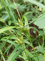 Carex intumescens