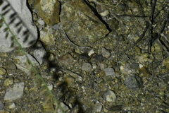 Paravaejovis spinigerus