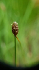 Eleocharis obtusa