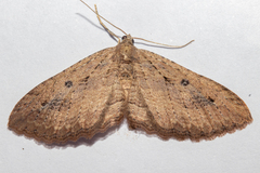 Austrocidaria gobiata