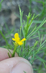 Gutierreziinae