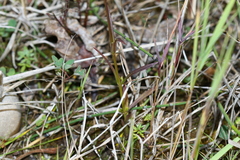 Gentianopsis virgata