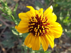 Helianthus laciniatus